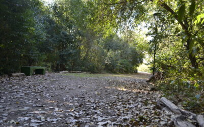 El 29 de agosto se celebra en la Argentina el Día del Arbol