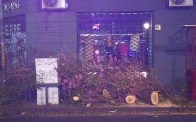 Quién taló el lapacho de Crisólogo Larralde y Cabildo en la tarde del domingo ?