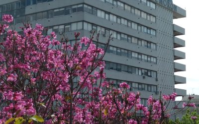 La Primavera llega mañana jueves de acuerdo a los estudios meteorológicos
