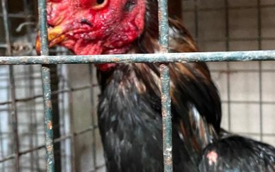 FIN A LA RIÑA DE GALLOS Y AL MALTRATO ANIMAL EN ITUZAINGO