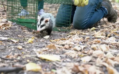 ITUZAINGÓ: 8 COMADREJAS FUERON TRANSLOCADAS A LA RESERVA NATURAL RÍO RECONQUISTA