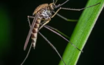 CONSEJOS ECONÓMICOS PARA COMBATIR LOS MOSQUITOS