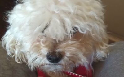 QUE RAZAS DE PERROS SON LAS MÁS ADECUADAS PARA DEPARTAMENTOS