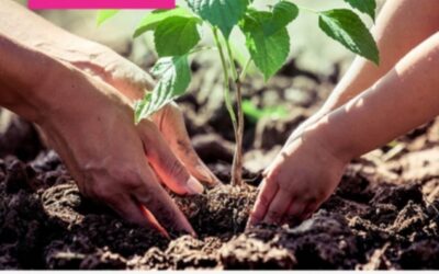 ECOPATIOS presentado por el Programa de Educación Ambiental