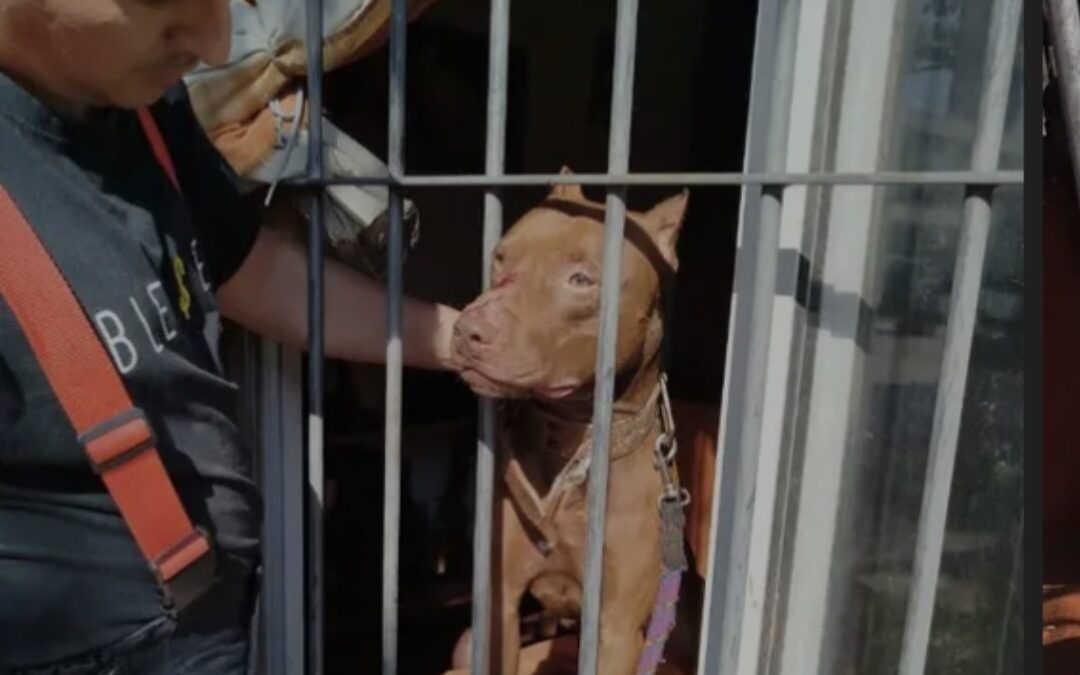 ITUZAINGO: UNA PERRA PITBULL ATACO A SU DUEÑO