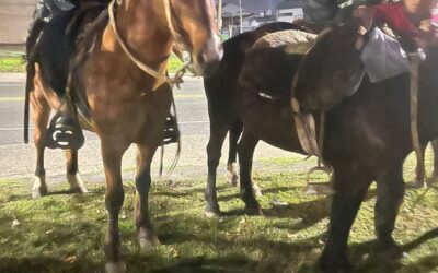 MUNICIPIOS Y PROTECCIONISTAS CONTROLAN EL ESTADO DE LOS CABALLOS EN LA PEREGRINACION GAUCHA A LUJAN