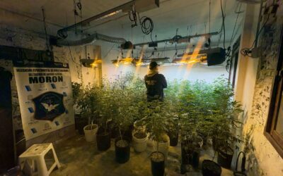 MORON: DESMANTELAN UNA VIVIENDA DONDE CULTIVABAN Y COMERCIALIZABAN MARIHUANA